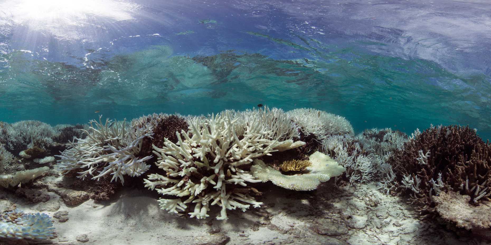 Enlarged view: Bleeched corals on the Australian Great Barrier Reef. Photo: Universität Bern