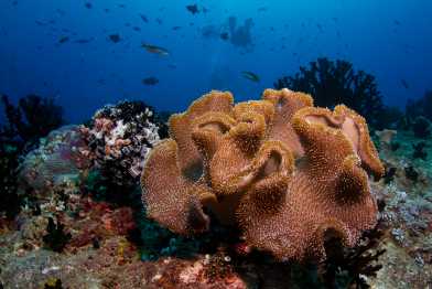 Corals in the Maldive Islands. Photo: Wikicommons 