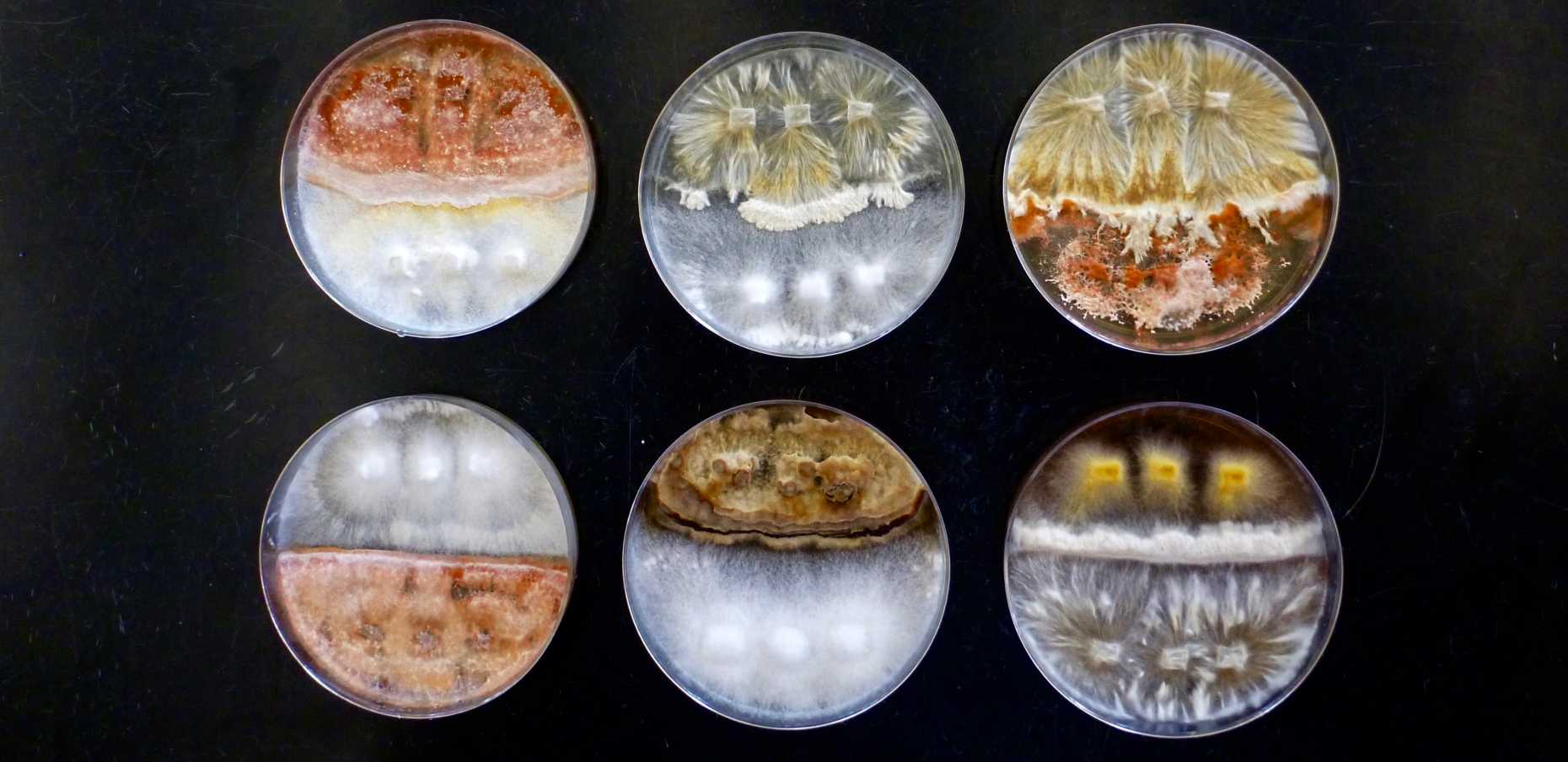 Enlarged view: Fungi samples form the Crowther Lab. Photo: ©Crowther Lab
