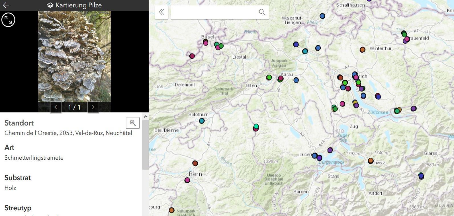 Example Mushroom excursion: Students have collected more than 750 data points and photographed the mushrooms found on site. A click on the location leads to the collected information. Graphic: U. Brändle, M. Niederhuber / ETH Zurich