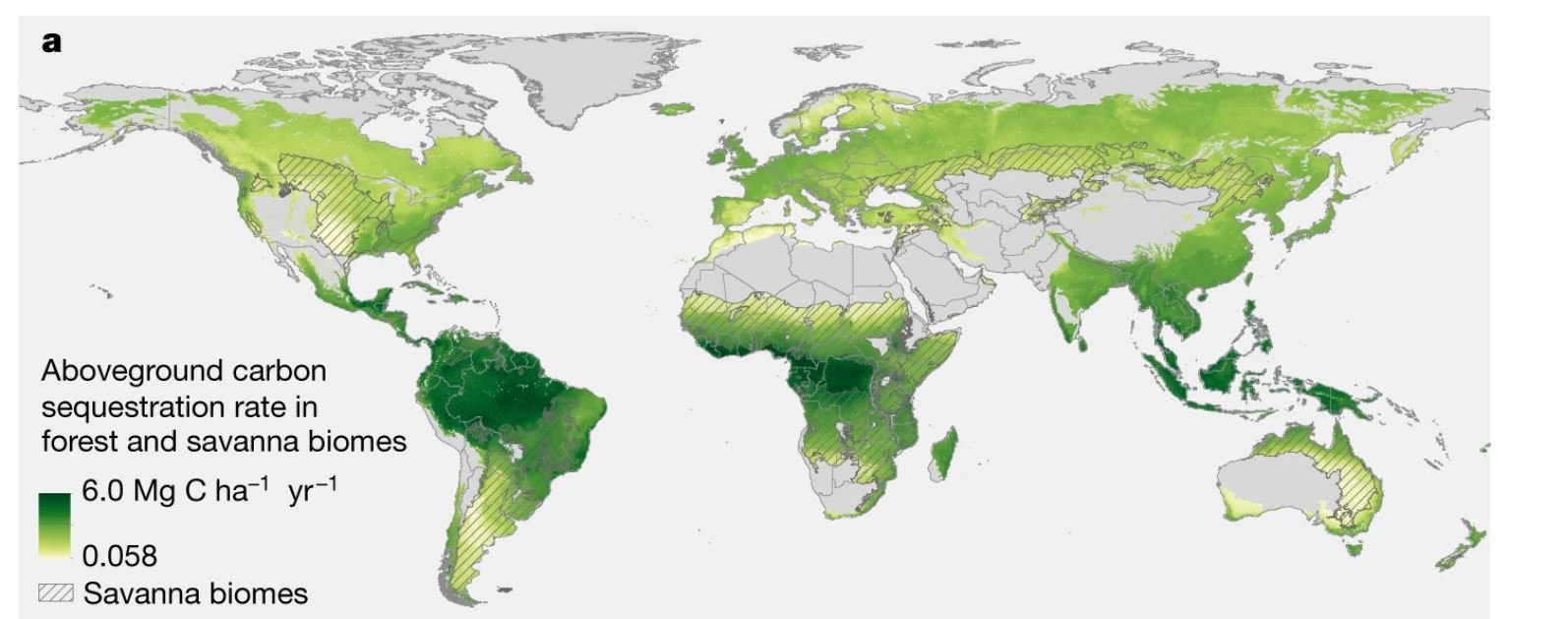 Predicted aboveground carbon accumulation rates (Mg C ha−1 yr−1) in naturally regrowing forests in forest (solid colours) and savanna biomes (hatched colours). We denote savanna biomes differently to note that many of these areas are not appropriate for forests and that restoration of forest cover should proceed with particular caution in these biomes. Figure: Susan C. Cook-Patton et al.