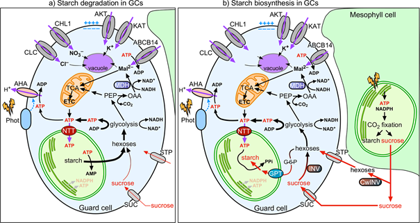 Enlarged view: Model of the coordination of stomatal function with starch and malate metabolism in Guard cells (GCs). (Figure: Nature Communications)