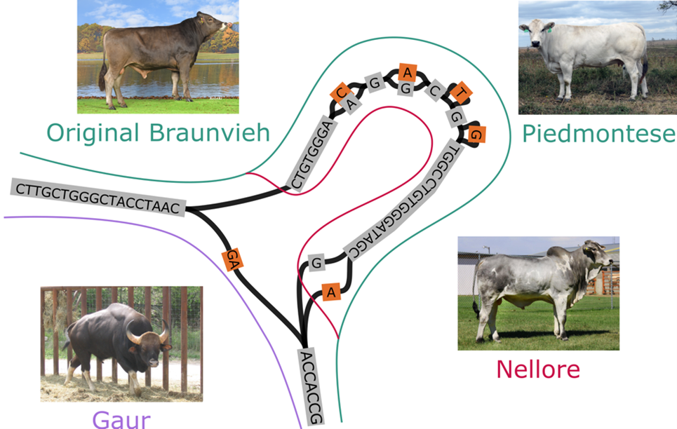 Enlarged view: Bovines can have distinct sizes and shapes amongst other traits. Pangenomes provide a way to capture the genomic diversity that leads to phenotypic differences. In this example, Gaur has a distinct DNA sequence (purple path) compared to three other cattle, which have more minor DNA variation (green and pink paths). Graphic: Alexander Leonard