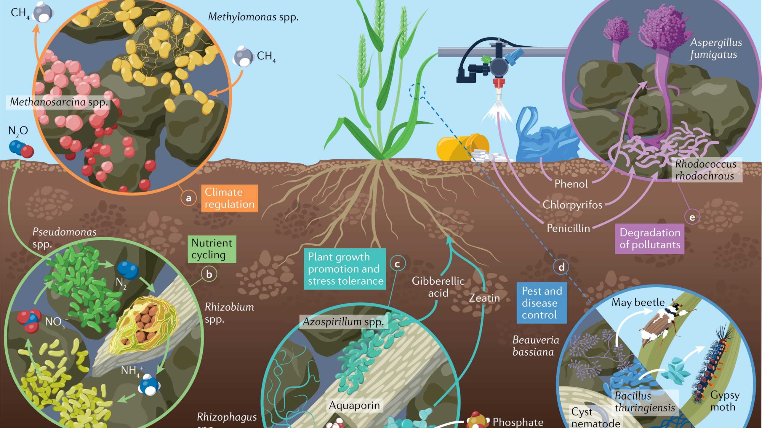 Illustration: Soil microorganisms play essential roles in crop production systems: a) climate regulation, b) nutrient cycling,