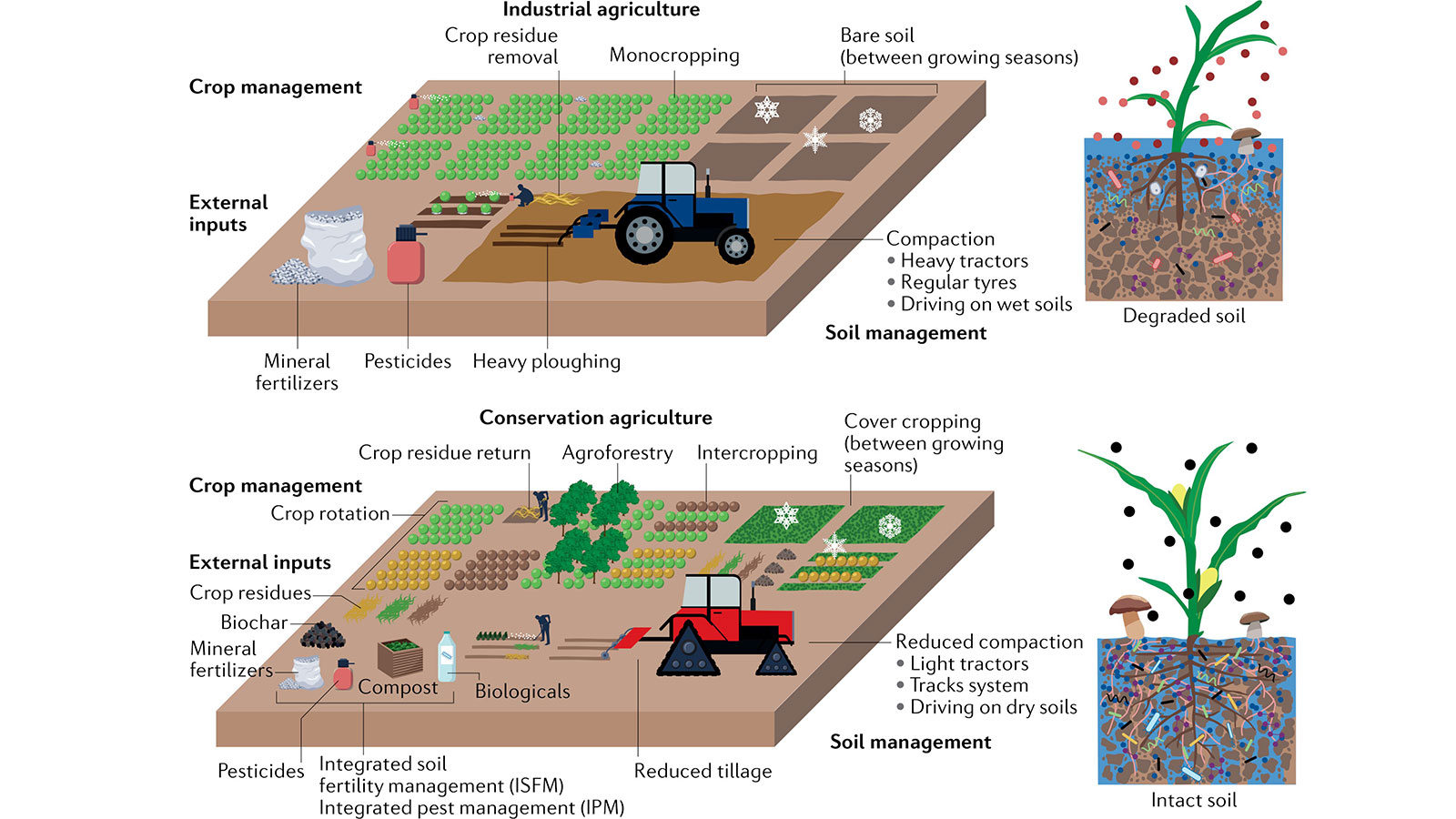 Industrial agriculture focuses on maximizing yields and often relies on intensive soil management, chemical fertilizers and pesticides, and the use of highly productive plant material in simple cropping systems, which may result in structural degraded and functionally limited soils. Conservation agriculture adapts protective approaches related to soil management (reduced tillage and soil-protecting vehicles), crop management (crop diversification and cover cropping) and external inputs (organic amendments and biologicals), ultimately conserving soil structure, the flow of resources, and soil biodiversity and functioning.