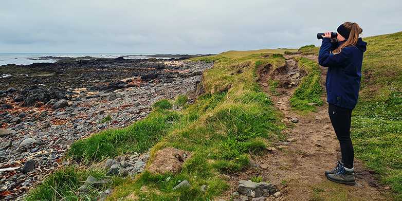 Regularly on the trail with binoculars: Marion Muff during her professional internship at the Icelandic Seal Centre.