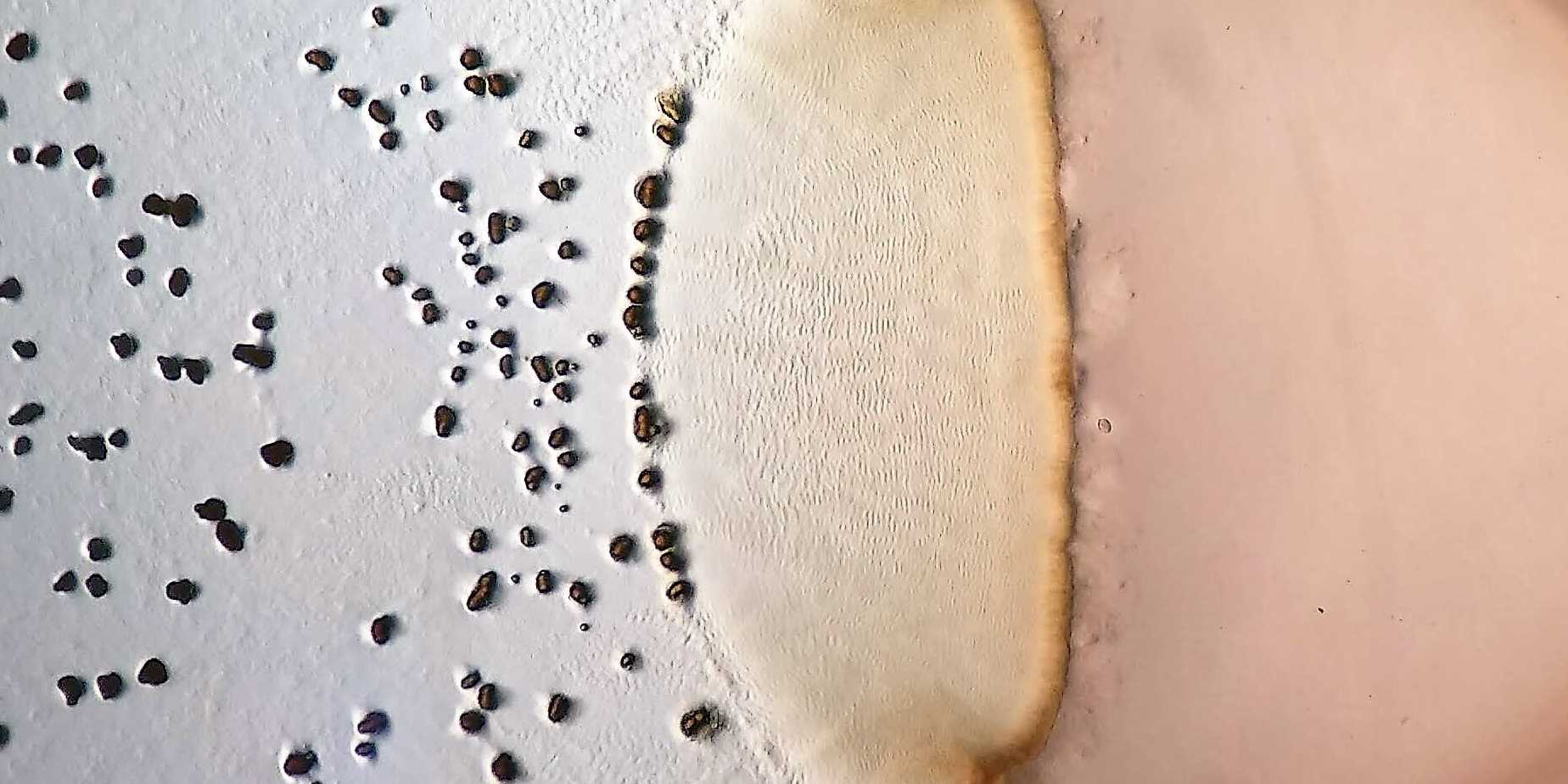 The predatory bacterium Myxococcus xanthus (left) slaughtering its prey (right). Black dots are predator aggregates called fruiting bodies and the rippling waves in the contact zone are characteristic of predatory interactions.