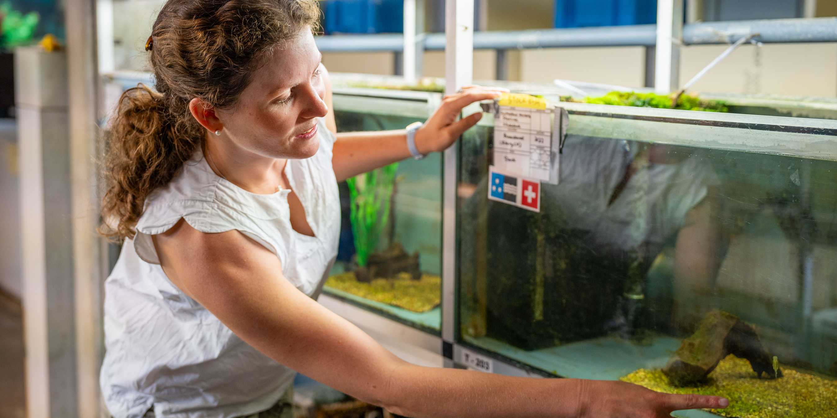 Lily Twining likes aquatic animals. At Eawag in Kastanienbaum, three-spined sticklebacks from the canton of Aargau are one of the species being studied.  