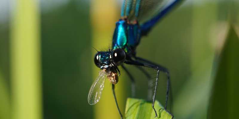 Banded demoiselle