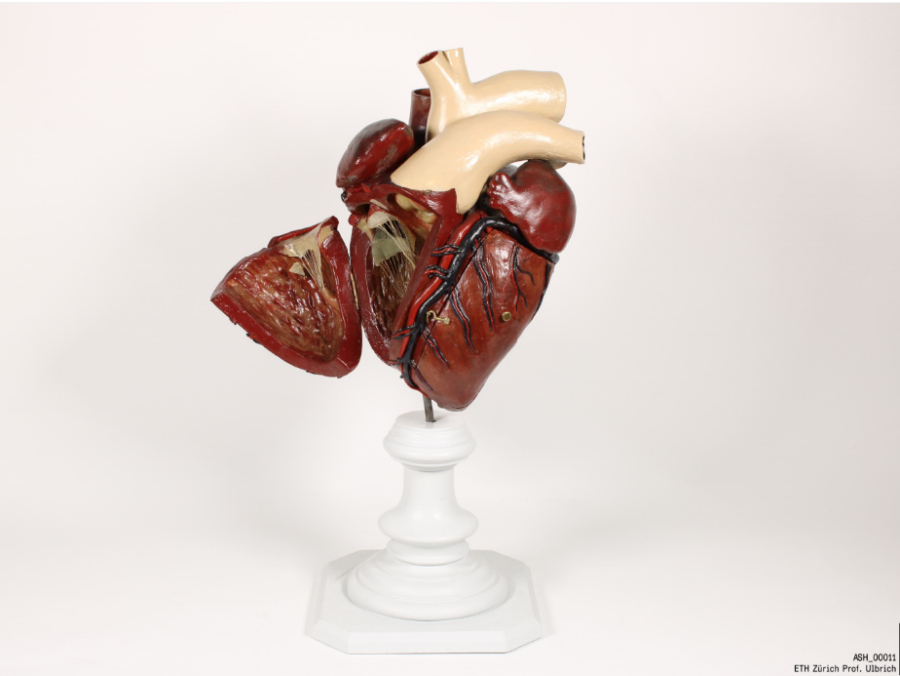 Heart model to open