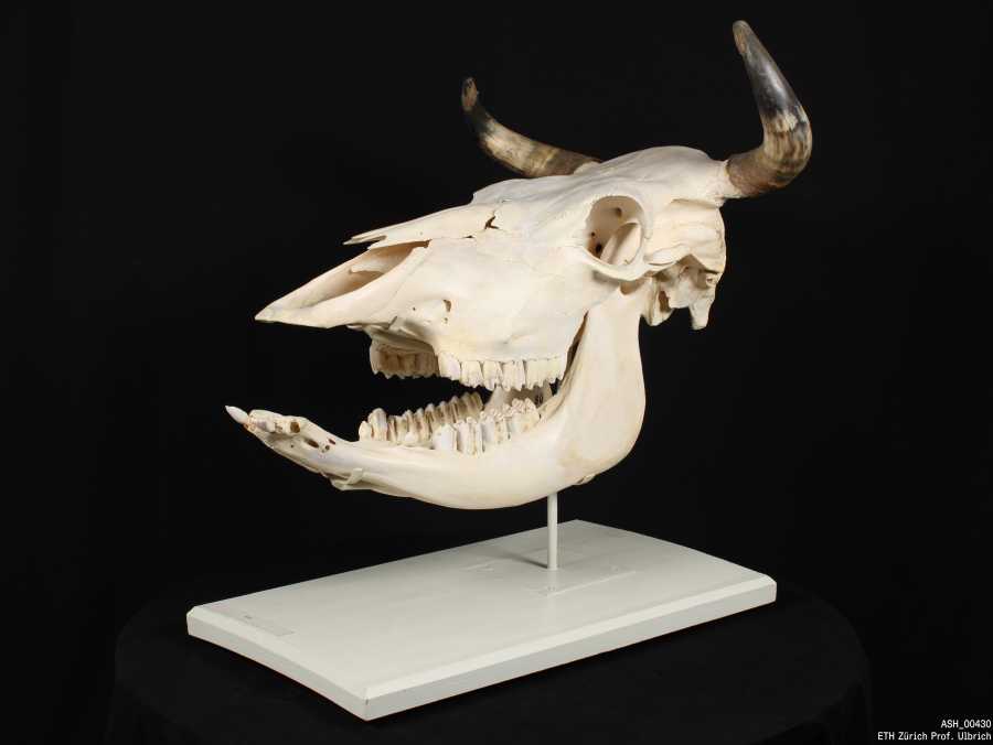 Bovine skull