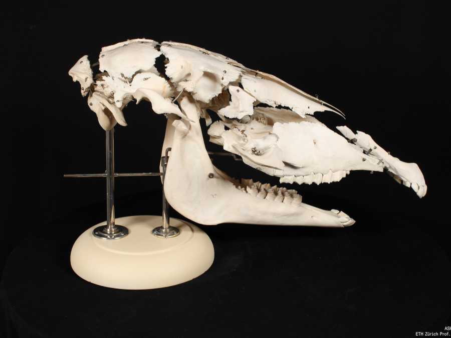 skull of a horse