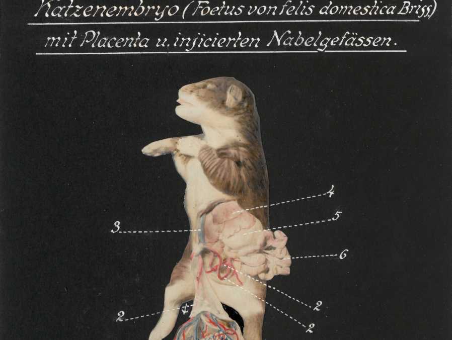Cat embryo (illustration)