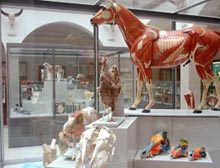 Specimens and models exploring the musculo-skeletal system of different species of domestic animal