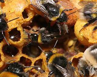 Enlarged view: Bumblebees