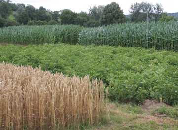 Enlarged view: Crops
