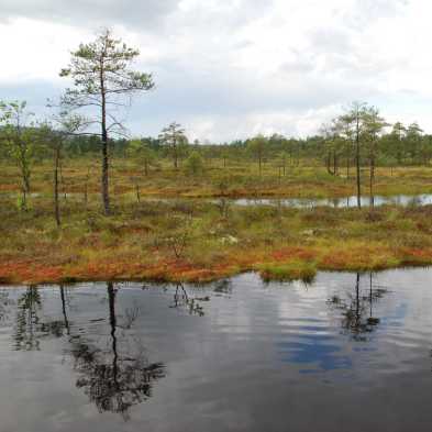 Hochmoor in Värmland, Schweden