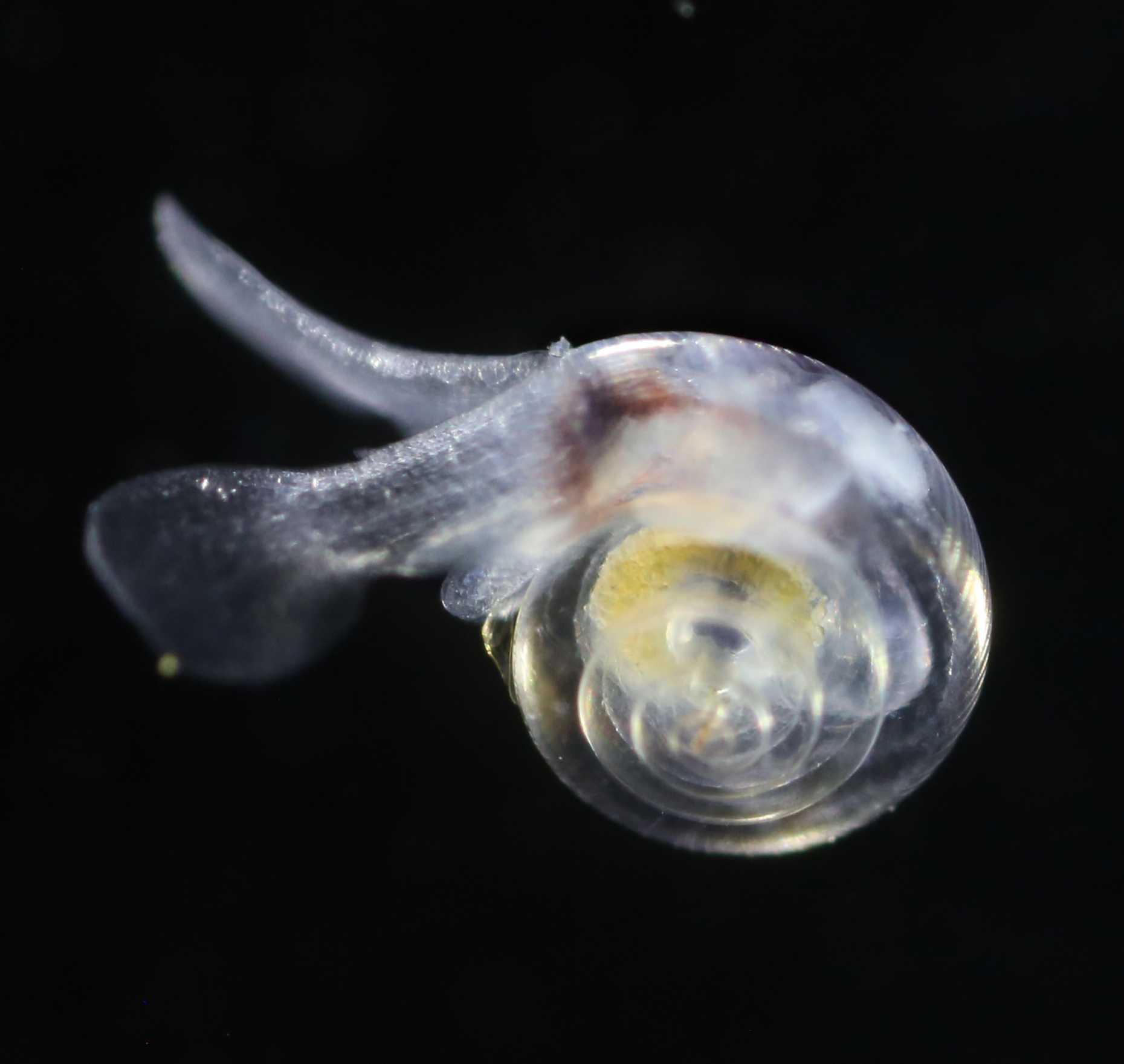 Vergrösserte Ansicht: Pteropod. Foto: NOAA 