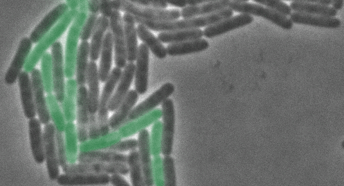 Bakterielle Mikrokolonie mit fluoreszierenden Mutanten. Foto: Daniel J. Kiviet, Lei Sun