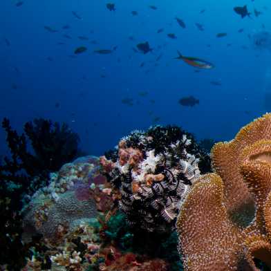 Korallen auf den malediven. Foto: Wikicommons