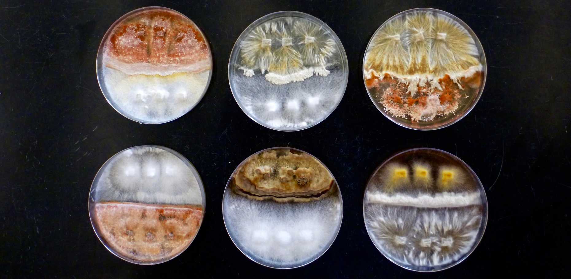 Vergrösserte Ansicht:  Pilzproben aus dem Crowther Lab. Foto: ©Crowther Lab