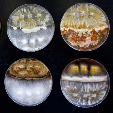 Pilzproben aus dem Crowther Lab. Foto: ©Crowther Lab