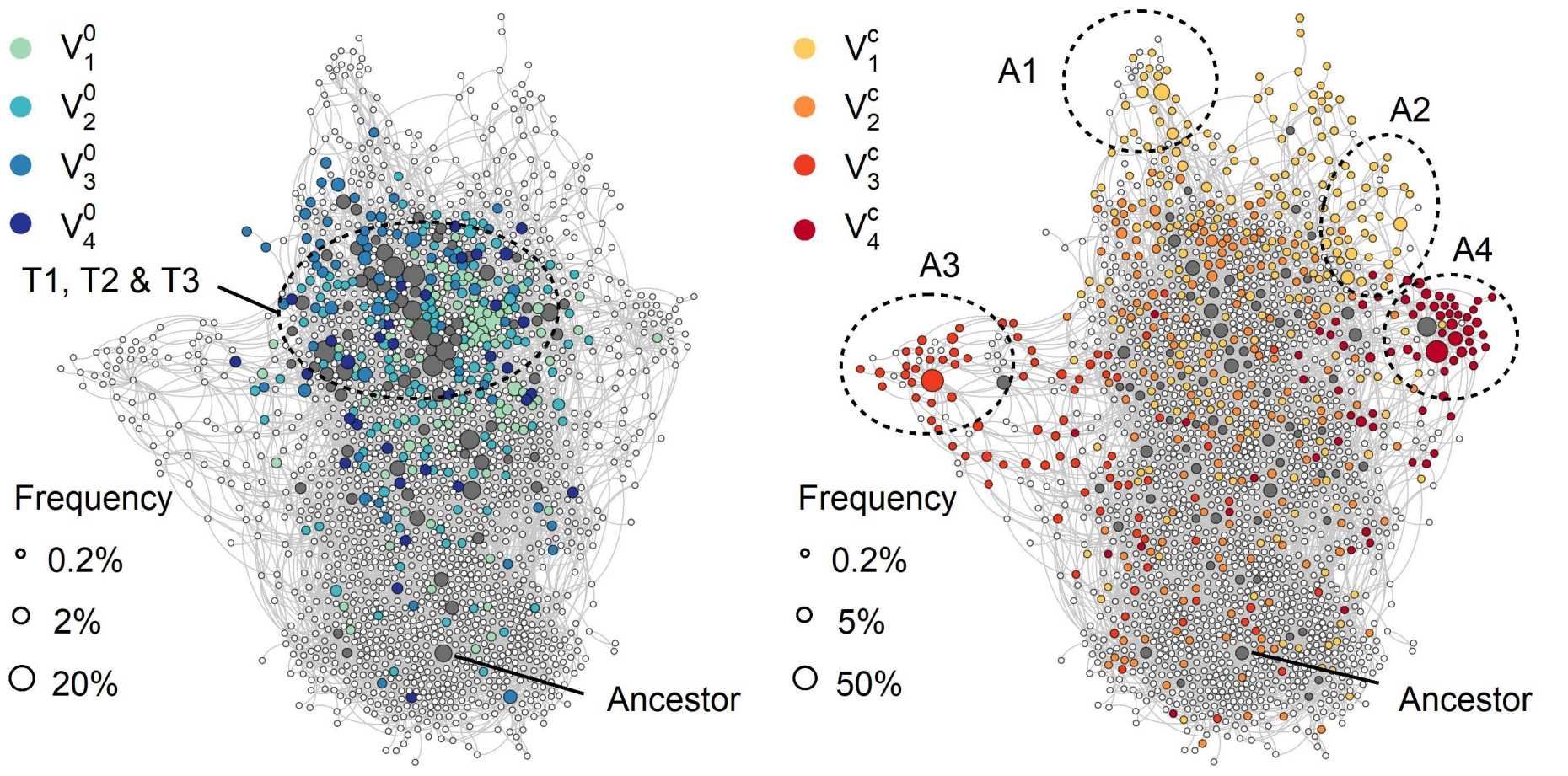 Kryptische Variation ermöglicht das Testen unterschiedlicher Genotypen. Publiziert mit Erlaubnis von J Zhang et al., Science (2019).