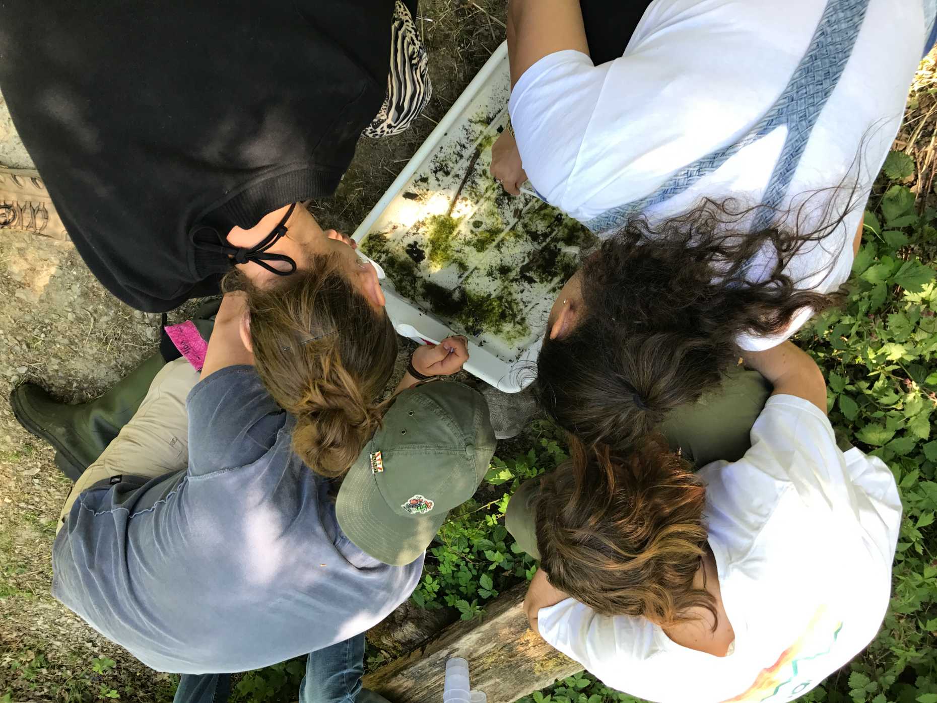 Vergrösserte Ansicht: Exkursionen vor Corona-Zeiten: Studierende untersuchen Lebewesen im Weiher
