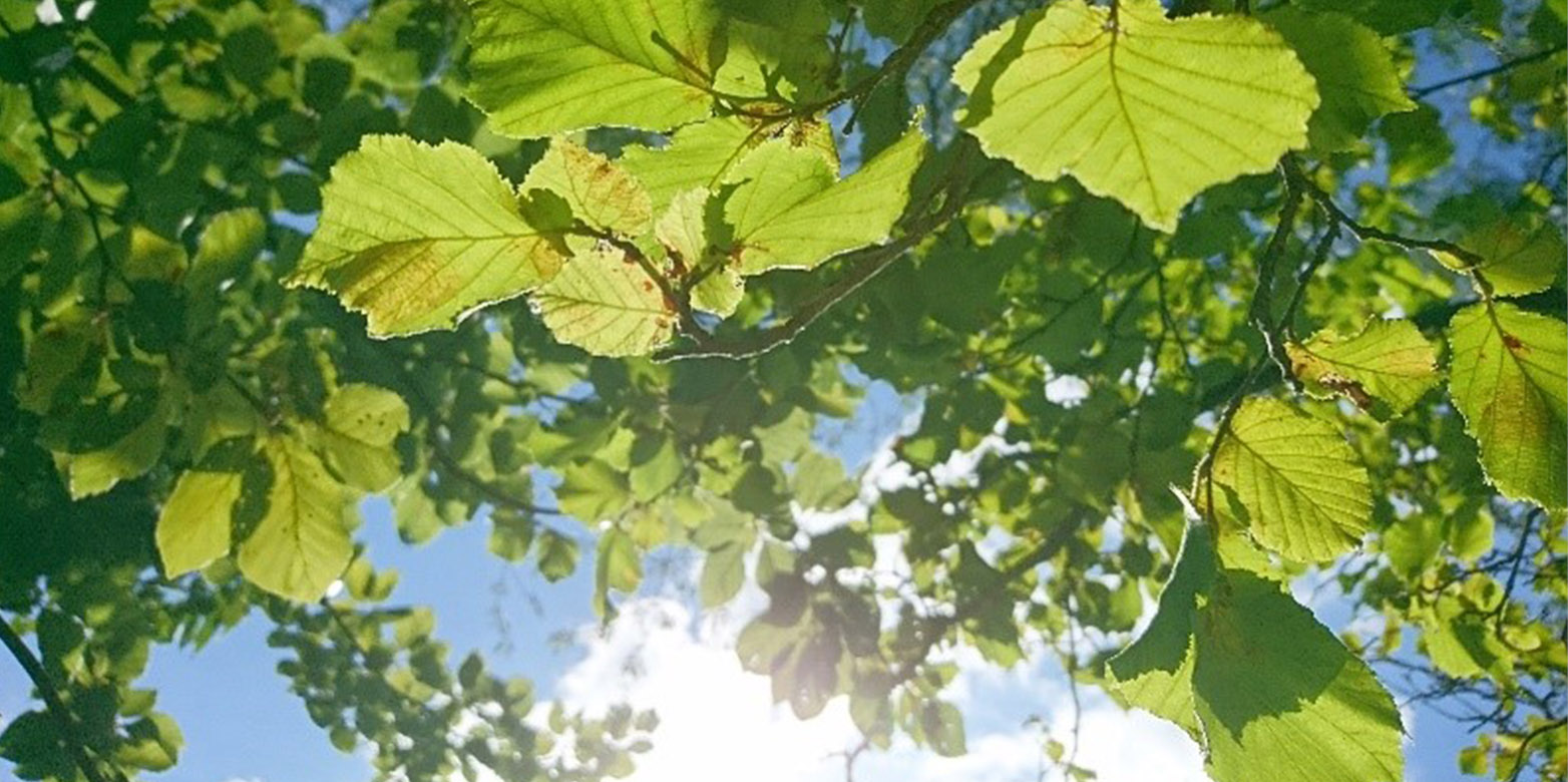 Lokaler Kuhlungseffekt Durch Laubbaume In Europa Departement Umweltsystemwissenschaften Eth Zurich