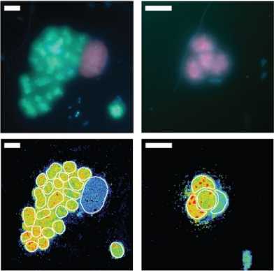 Fluoreszenzbilder von Schwefelpurpurbakterien im Süsswassersee Cadagno. (© Max-Planck-Institut für Marine Mikrobiologie/M. Philippi)