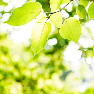 A new study finds that plants are photosynthesizing more in response to more carbon dioxide in the atmosphere, but nowhere near enough to remove all emissions. (Credit: baona/iStock)