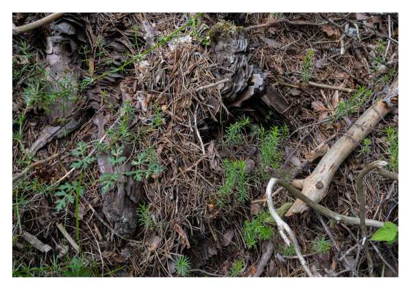 Der Bodenfauna auf der Spur. (Bild: Marcus Maeder)