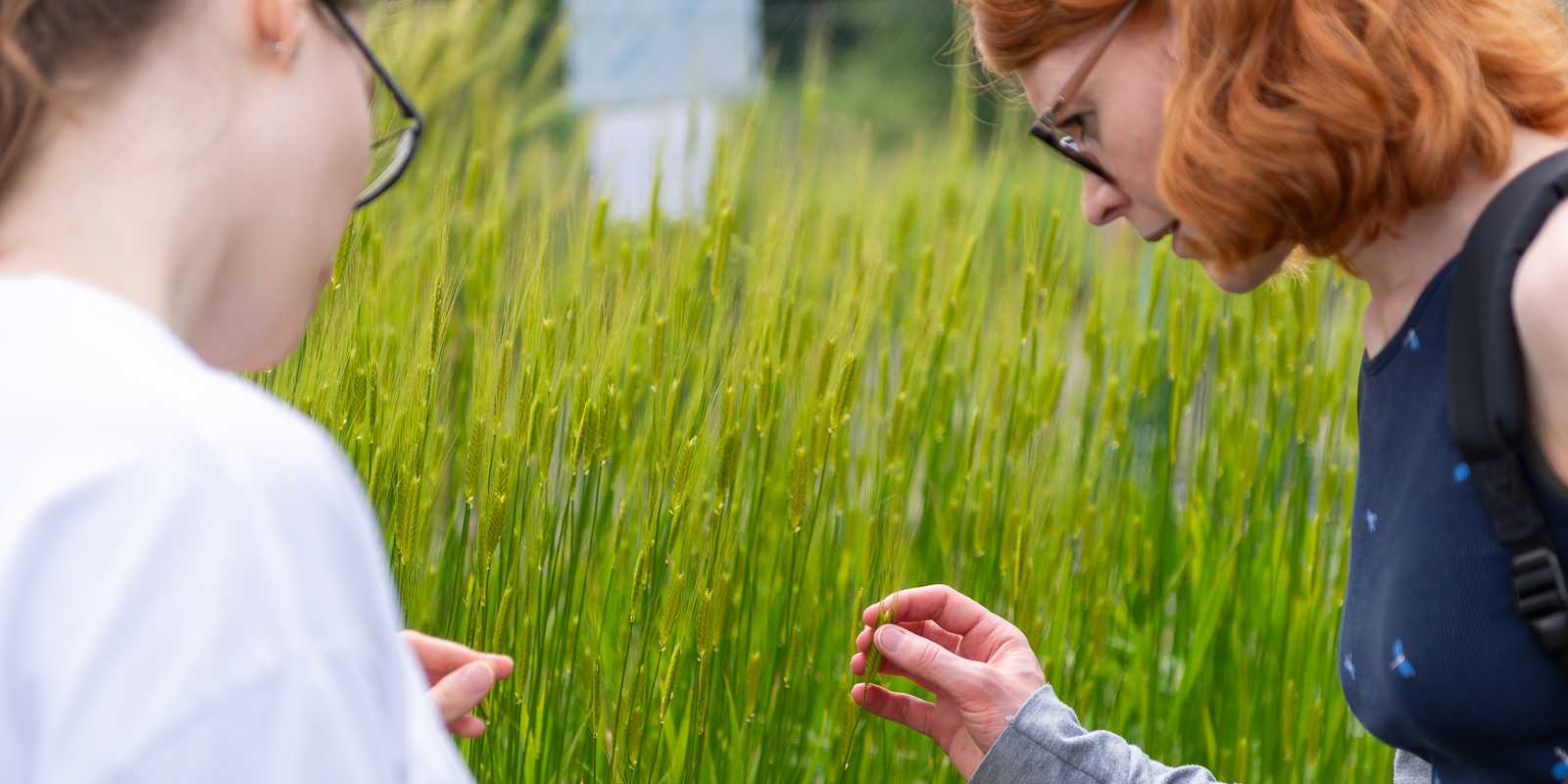 Als eine von 42 Sorten wächst auch Einkorn (Triticum monococcum) im Sortengarten in Lindau, Eschikon.