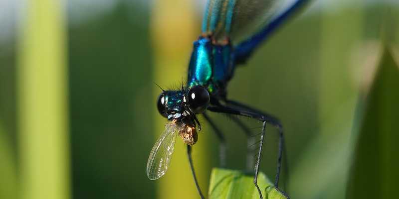 Banded demoiselle