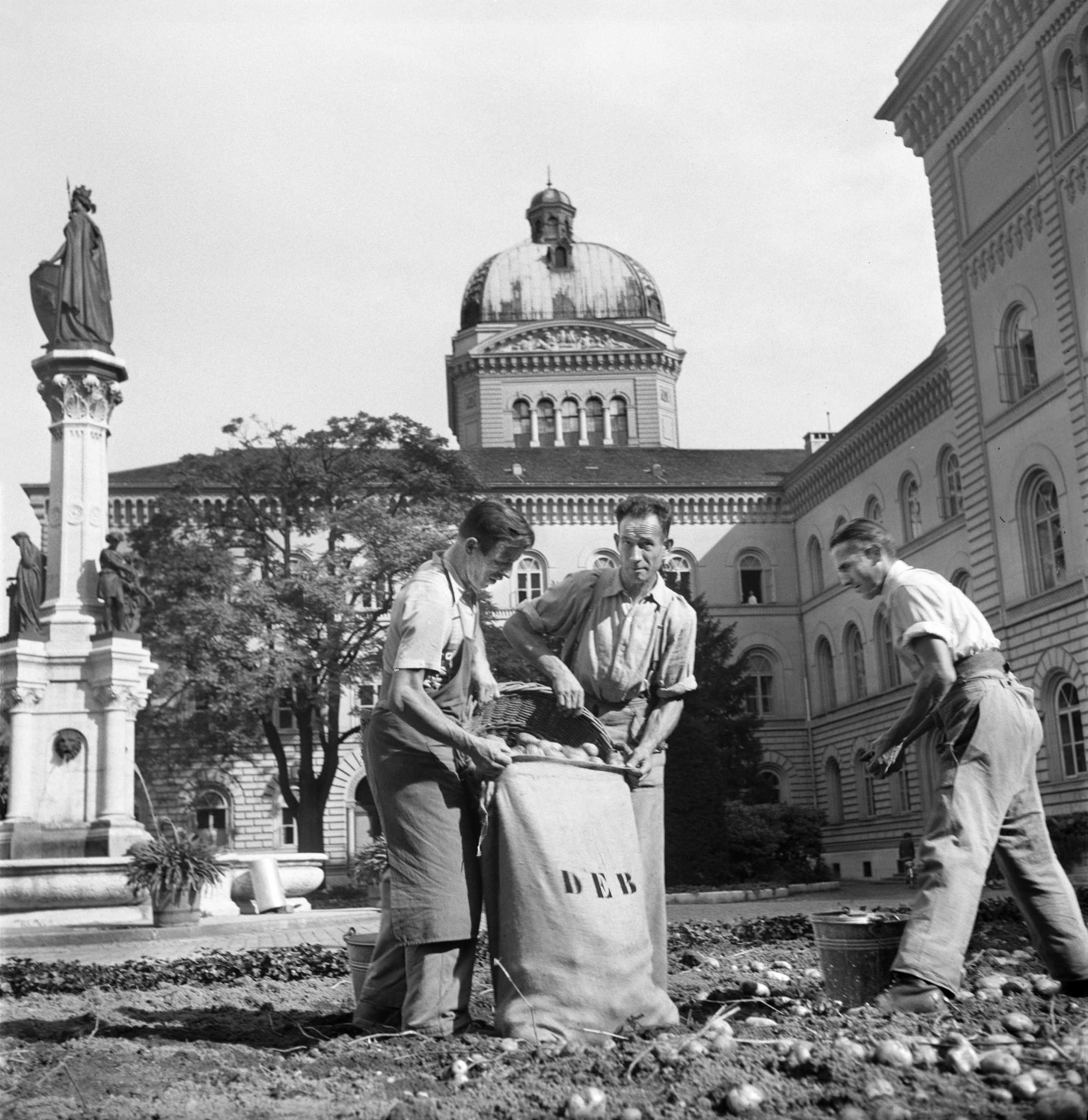 Kartoffelanbau vor dem Bundeshaus während der Anbauschlacht